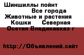 Шиншиллы пойнт ns1133,ny1133. - Все города Животные и растения » Кошки   . Северная Осетия,Владикавказ г.